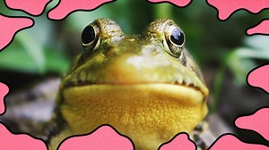 I’ve Never Told Anyone That…Frogs Scare the Living Shit Out of Me