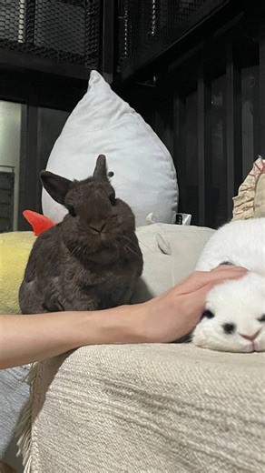 kopi & snowball on Instagram: "I am your bunny, I’m the master of this house! 🐰🏡 #KopiAndSnowball #cutebunnies #sgbunnies #sgrabbits #bunniesofinsta"
