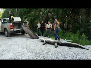 10-foot gator bites woman's arm