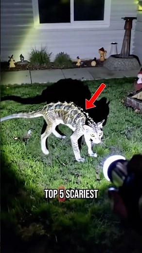 SCARIEST CAT BREED💀