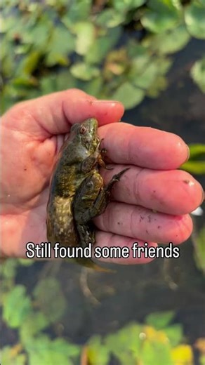 Checking Traps for Turtle Conservation (no audio)