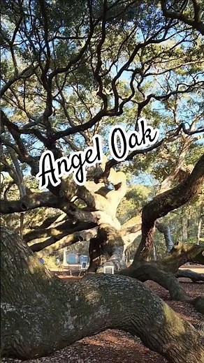 Come to Charleston to visit the historic Angel Oak with me