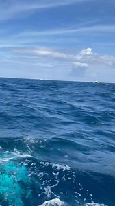 Hundreds of whales off the Outer Banks coast! | Outer Banks