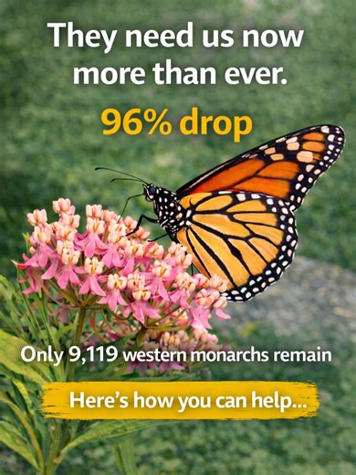 Gena Murray-Garden inspiration & pollinator love on Instagram: "Monarch populations are still struggling. Eastern monarchs are showing encouraging signs, but western monarchs remain critically low. Both still need our help. Here’s how you can help: 1) Plant more milkweed Milkweed is the only plant monarchs lay eggs on and the only food monarch caterpillars eat. • East: Common, swamp, butterfly milkweed • West: Narrowleaf, showy milkweed 2) Grow more native nectar flowers Native flowers fuel migr