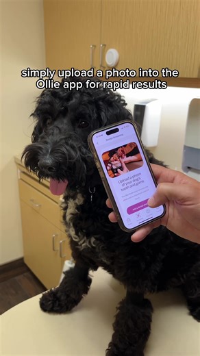 Ollie on TikTok