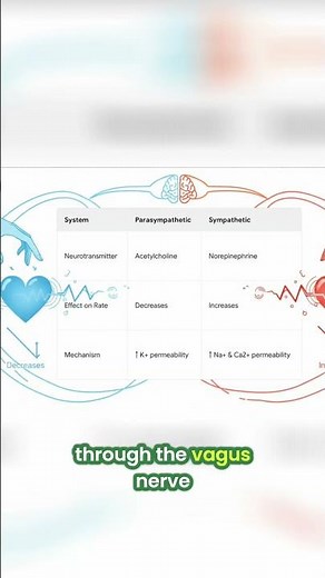 Heartbeat Control: Autonomic Nervous System Explained Simply #shorts