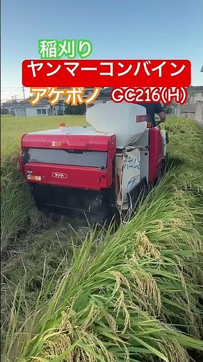 稲刈り！ヤンマーコンバインGC216H･品種:アケボノ