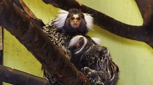 Monkeys, Marmosets, Common Marmosets. Free Stock Video