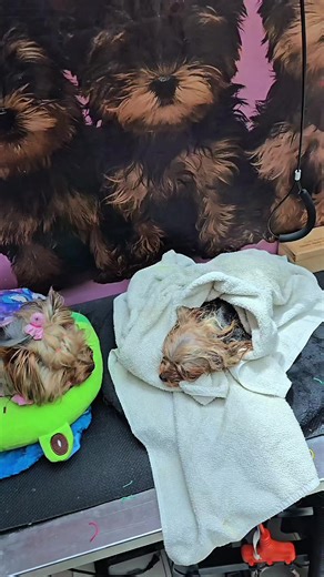 Videos de DOLL_HOUSE_YORKIE (@doll_house_yorkie_) con “original sound - pure.mix2”