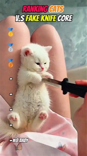 Ranking Cats v.s FAKE KNIFE moment😹