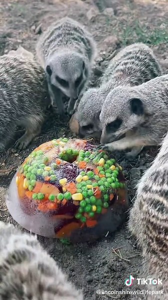 Cooking Down Meerkats at Lincolnshire Wildlife Park