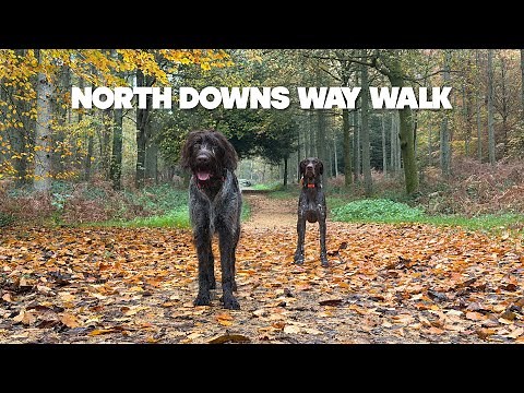 North Downs Way - Some Amazing Views