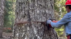 Powerful Machines Transforming Tree Cutting and Stump Removal