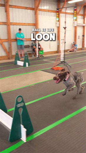 Ball Is Life: Dog and Bird Playing Together