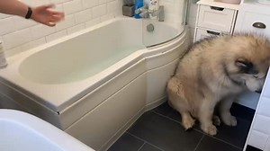 800K views · 10K reactions | Giant Sulking Dog Hates Bath Time And Does Everything To Avoid It | Life with malamutes | Facebook