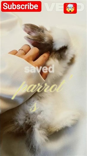 rabit #reaction #motivation #like #top #trendingshorts