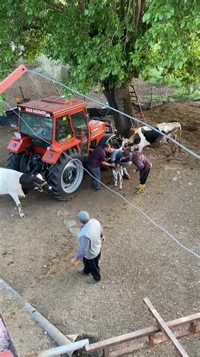 Loading Cows onto Tractor in Farm Setting