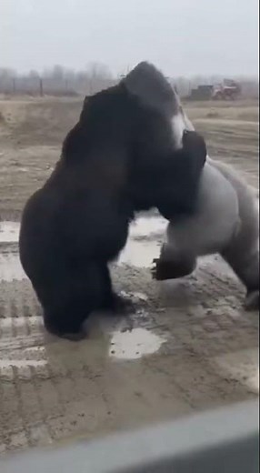 Silverback Gorilla vs. Bear: Head-on Collision. シルバーバックゴリラ対クマ：正面衝突
