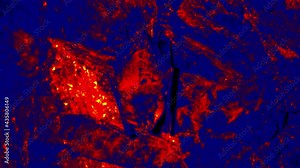 Shooting sleeping in bat cave, zoonotic disease. Scanning the animal's body temperature with a thermal imager