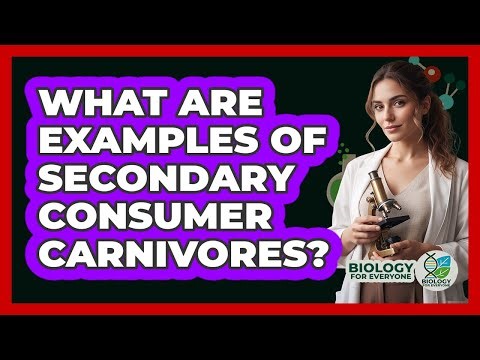What are examples of secondary consumer carnivores?