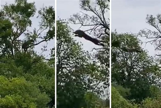Leopard Hunts Monkey By Jumping Between Trees, Internet Is Astonished: Watch
