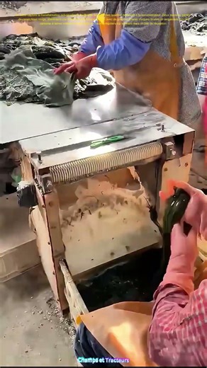 Le kelp se fend : machine débite les algues en lanières salées