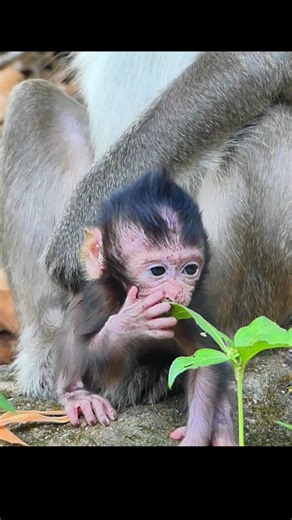 4.1K views · 112 reactions | Mom's love is a firm, gentle grip on your tail. ❤️ #playful #motherandchild #babymonkey | Monkey Moments 101 | Facebook