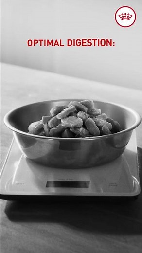 Royal Canin Wet Food Range