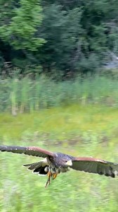 During our falconry excursion in Goshen, NY, my family had the...