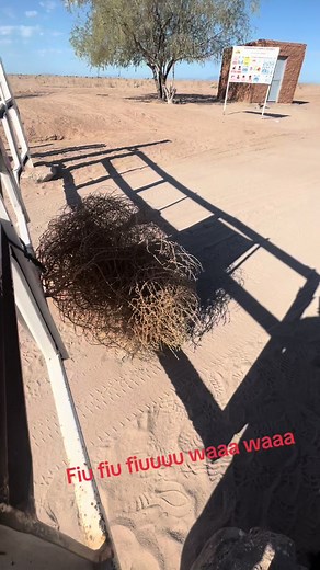 Sonora Desert Wawawa Meme Sounds Compilation
