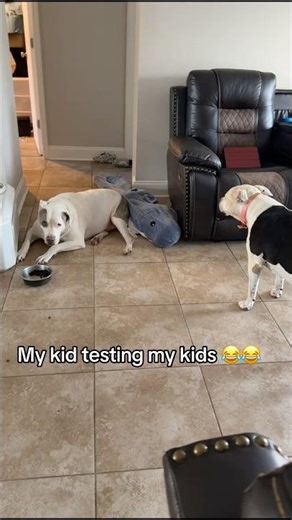 Spring break but add some dogs in the mix #doggo #familydog #funnypets #dogsforever #dog #dogsworld