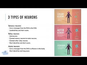 1-minute 3 Types of Neurons