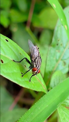 Flesh fly #insects