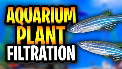 Aquarium Plant Filtration: Easily Boost Water Quality The Natural Way! My Accompanying Article For This Video - https://glassboxdiaries.com/aquarium-plant-filtration/ The Best Plants For Aquarium Filtration - https://glassboxdiaries.com/lowtechplantindex/nutrient_demand-high/ Walstad Method Vs Father Fish Method - https://glassboxdiaries.com/walstad-vs-father-fish/ 📱 Socials - https://glassboxdiaries.com/socials Aquarium plant filtration is one of the most fascinating yet misunderstood topics i