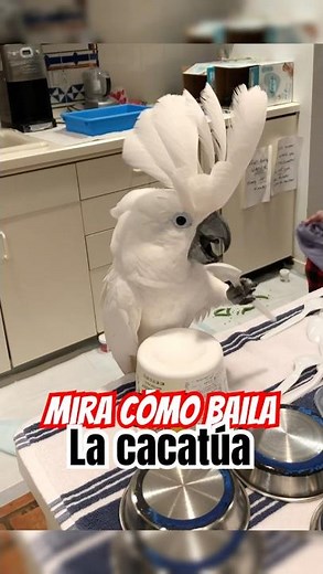 🎵 LA CACATÚA: El animal que PUEDE BAILAR 🦜💃