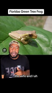 Floridas Tree Frogs are harmless but terrifying (requested repost) #florida #treefrog #harmless #foryou #nature | The Hughley’s