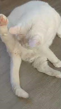 ​Yoko’s morning ritual: Chaos and rainbows 🌈🐾（Real-life recording)