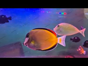 Saline 4 - Salt Water - Assorted Fish - Aquarium - Fish - Sleep, Study, Meditate, Relax