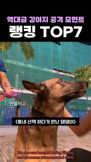 역대급 강아지 공격 모먼트 랭킹 TOP7