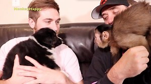 193K views · 10K reactions | Pet Monkeys React to New Puppy!!  | MonkeyBoo | Facebook
