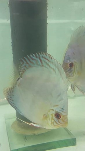 Discus Fish Parents Feeding Their Babies! ❤️🐟 #discusbreeding #aquarium