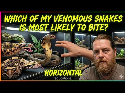 Top 5 DEADLIEST Snakes:The Most Likely to Bite: Ranking My Venomous Collection!