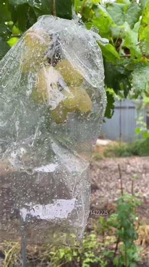 Hujan di Kebun Anggur