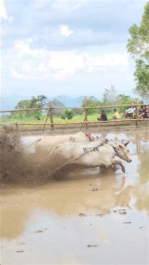 Pacu Jawi Story‼️ The Wild Bull Race from West Sumatra, Indonesia 🇮🇩 | Traditional Mud Sport #shorts