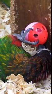 Green Broadbill (Calyptomena viridis) | BIRDS & Nature