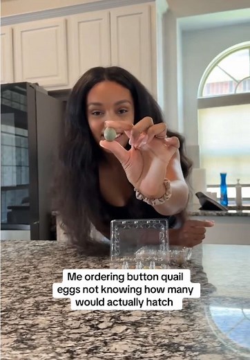 Button Quail Hatching Journey at The Henry Homestead