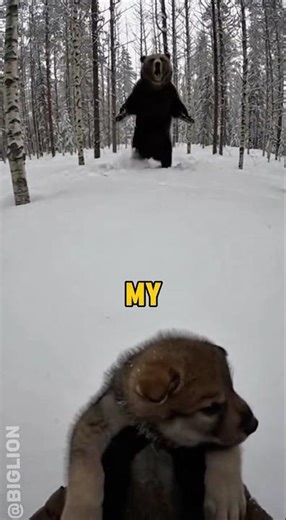 This Man Saved The Wolf Cub From The Fierce Bear