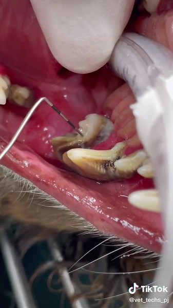 Finding an abscessed tooth root in a dogs mouth #vet #vettech #fyp #fy #dogsoftiktok #interesting #teeth￼