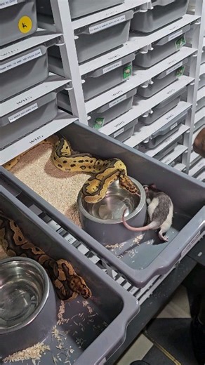 🐍☠️🐍☠️🐍☠️🐍☠️ #royalpythons #ballpythonlove #beardeddragon #reptilebreeder #snek #morph #leopardgecko #petsnake #herpetology #animal #morphs #cornsnake #snakelove #reptilelove #livingart #ballpythonofinstagram #snakelovers #reptilesofinsta #serpent #ballpythonsnake #nature #ballpythonlover #babyballpython #snakesofinsta #crestedgecko #ballpythonmorphsofinstagram | Xclusive ball pythons