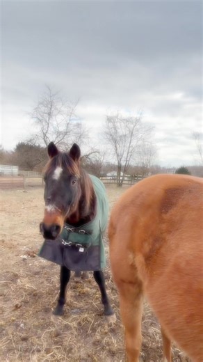 A little update on Cricket, the Amish Standardbred. 💕 #rescuehorse #sanctuary #horse #lifeonthefarm | Tri-State Equine Adoption & Rescue